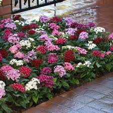 ¢ optimal cultural guidelines to produce the highest quality pentas! Pentas Lucky Star Mix F1 Harris Seeds