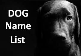 Dog Name List Male Dog Name And Female Dog Name A good dog name can actually enhance his responsiveness and improve communication between you. male dog name and female dog name