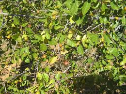 Image result for Grewia retinervis