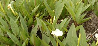 Image result for Kyllinga robinsoniana