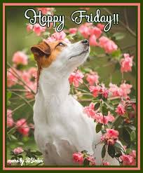 Pin by Andrea Corley on Day Photos to Use | Friday dog ...