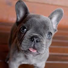 French Bulldog Black And Blue Eyes Those Eyes Homer The French Bulldog French Bulldog Puppies Bulldog Puppies Cute Baby Animals