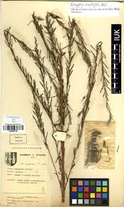 Image result for Indigofera simplicifolia