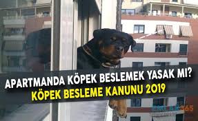 Apartmanda Kopek Beslemek Yasak Mi Apartmanda Kopek Besleme Kanunu 2019 Emlak 365 Son Dakika Emlak Haberleri 2020 2021 Konut Projeleri