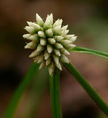 Image result for Cyperus nduru
