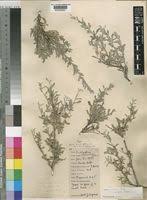Image result for Indigofera bainesii