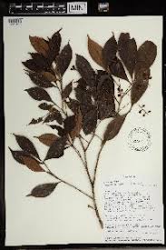 Image result for Allophylus rubifolius