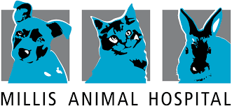 We're always delighted to welcome new patients and their families to our veterinary hospital! Veterinarians Near 02054 Millis Animal Hospital Millis Ma