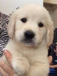 Golden retrievers in general rarely meet a stranger, whether canine or human. English Cream Golden Retriever Puppies For Sale Texas Page 2