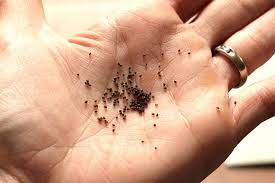 Bugs That Look Like Poppy Seeds