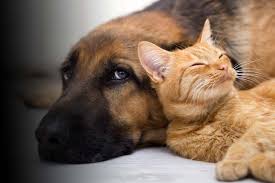 Our affordable pet vaccination clinics offer quality, preventive care to help ensure your pet's health & wellness. Maxfund Animal Adoption Center Denver S No Kill Animal Shelter Denver Animal Rescue