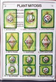 Image Result For Mitosis Diagram In Plants Mitosis Cell Processes Cell Cycle