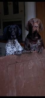 We do not ship puppies. Ca Gsp Rescue Cagsprescue Twitter