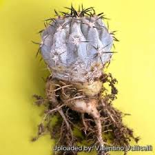 Image result for Canthium glaucum