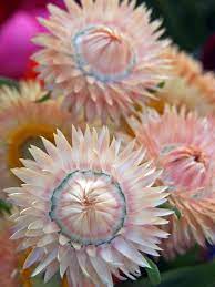Pin On Blushing Beauty