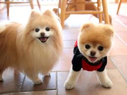 Boo Buddy Fan Art Boo Buddy Baby Dogs Boo The Dog Boo The Cutest Dog