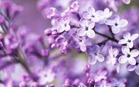 Purple beautiful aesthetic rose flower white pink yellow plant spring red blue. Purple Flowers Wallpapers Wallpaper Cave