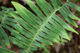 Image result for Dicranopteris elegantula