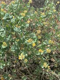 Image result for Lonicera