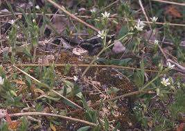 Image result for Cerastium octandrum