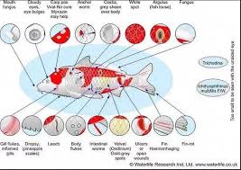 Koi Diseases Fish Diseases Pictures Koi Koifish Fish Fishing Estanques Koi Koi Japones Ciclidos