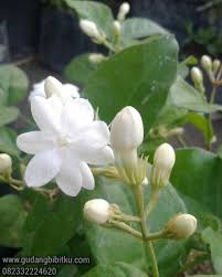 Jual tanaman buah melayani eceran, grosir, dan proyek penghijauan, serta siap melakukan pengiriman seluruh indonesia. Jual Bibit Bunga Melati Wangi 082332224620 Gudang Bibitku