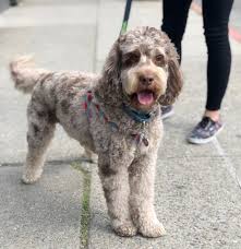 Brown cocker spaniel lab mix. Dog Of The Day Aiden The Poodle Labrador Retriever Cocker Spaniel Poodle The Dogs Of San Francisco