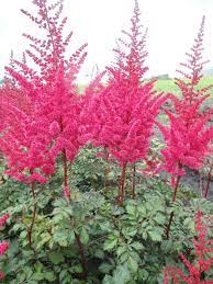 False Goat S Beard Astilbe Mighty Red Quin Syn Red Quin Astilbe Japonic X Arendsii Astilbe Goats Beard Plant Goats Beard