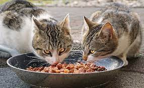 mozhno li est sobakam koshachij korm