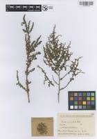 Image result for Suaeda vermiculata