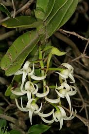 Image result for Cyrtorchis arcuata