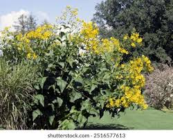 Image result for Chlorophytum perfoliatum