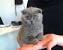 Scottish Fold Norwegian Forest Cat Russian Blue Cat