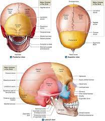 7 2 The Skull S 8 Cranial Bones Protect The Brain And Its 14 Facial Bones Form The Mouth Nose And Orbits Anatomy Class Facial Bones Anatomy And Physiology