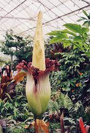 Corpse Flower See My Board Stinky Plants Unusual Flowers Amazing Flowers Unusual Plants
