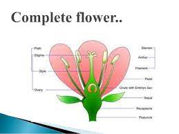 Female flower parts are called, collectively, the pistil. Flowers Parts And Functions