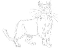Die Sternzeichen Der Warrior Cats Warrior Cats