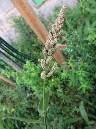Image result for Echinochloa frumentacea