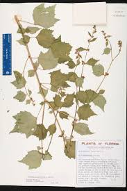 Image result for Triumfetta pentandra