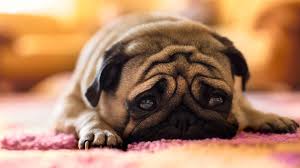 pug hd wallpapers background images
