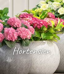 .benötigten gartenprodukte in einem gut ausgestatteten garten online shop zu bestellen. Dehner Ihr Online Shop Fur Garten Pflanzen Balkon Tiere Dehner