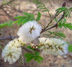 Image result for Acacia polyacantha
