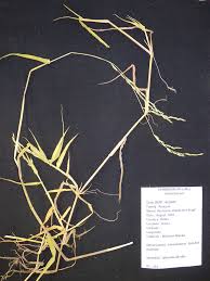 Image result for Acroceras