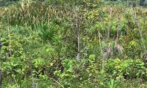 Image result for Scepocarpus hypselodendron