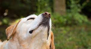 How Far Can A Dog Smell Your Dog S Amazing Nose