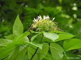 Image result for Crateva