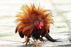 Berikan air yang dicampur dengan rebusan air jahe dan kunir pada ayam bangkok aduan. Obat Paling Ampuh Untuk Ayam Bangkok Lebih Garang