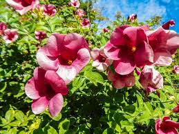Most often you see cornus florida, which comes in both a white petal and a pink petal variety. Orchid Picture Of University Of South Florida Botanical Gardens Tampa Tripadvisor