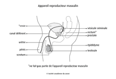Résultat de recherche d'images pour "testicule définition"