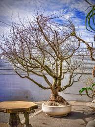 Image result for Ficus tettensis